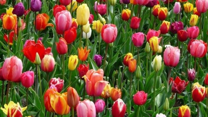 NATURE RELATED QUESTIONS AND ANSWERS